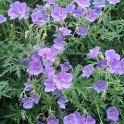 Geranium clarkei 'Kashmir Purple' fleur